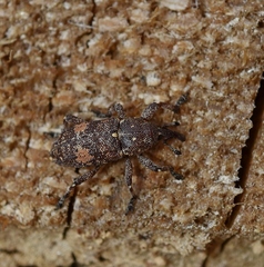 Pissodes piniphilus