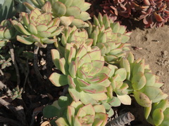 Aeonium