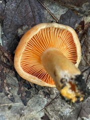 Lactarius thyinos