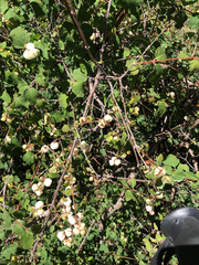 Symphoricarpos rotundifolius