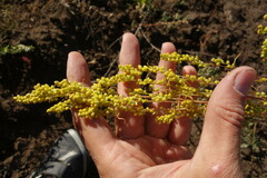 Artemisia palustris