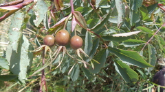 Rosa glauca