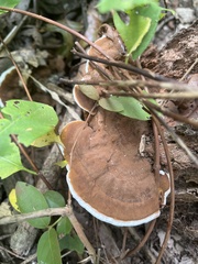 Ganoderma lobatum