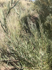 Salix exigua