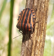 Graphosoma italicum