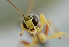 Perithous septemcinctorius