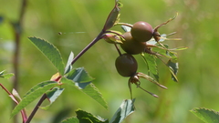 Rosa glauca