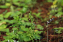 Habenaria ibarrae