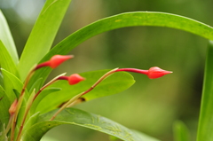Maxillaria coccinea