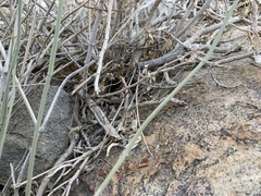 Uta stansburiana elegans