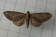 Eupithecia vulgata
