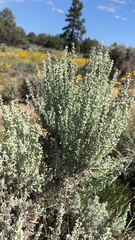 Artemisia tridentata