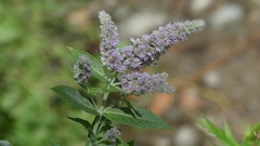 Mentha longifolia