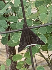 Erynnis funeralis