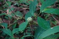 Urticaceae