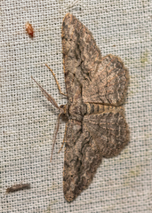 Anavitrinella pampinaria