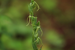 Habenaria ibarrae