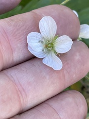 Geranium richardsonii