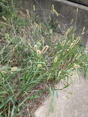 Setaria parviflora