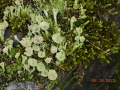 Cladonia pyxidata