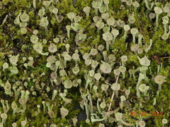 Cladonia pyxidata