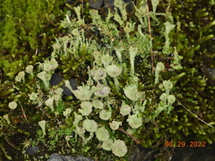 Cladonia pyxidata