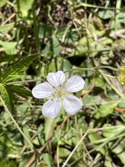 Geranium richardsonii