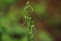 Habenaria ibarrae