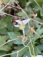 Geranium richardsonii