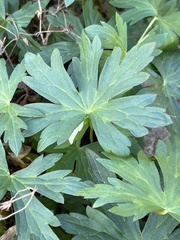 Geranium richardsonii