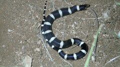 Rhinocheilus lecontei