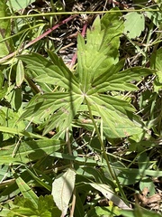 Geranium richardsonii