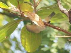 Conirostrum speciosum