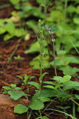Habenaria ibarrae