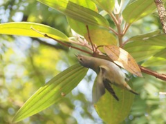 Conirostrum speciosum