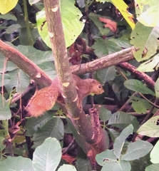 Callosciurus notatus