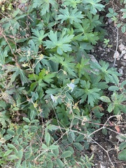 Geranium richardsonii