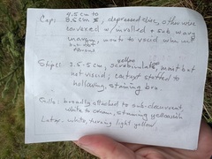 Lactarius scrobiculatus