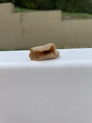 Xeromphalina cauticinalis