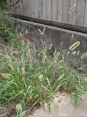 Setaria parviflora