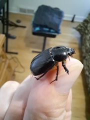 Xyloryctes jamaicensis