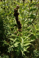 Veronicastrum sibiricum