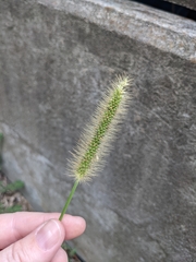 Setaria parviflora