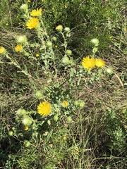 Grindelia squarrosa