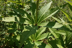 Veronicastrum sibiricum