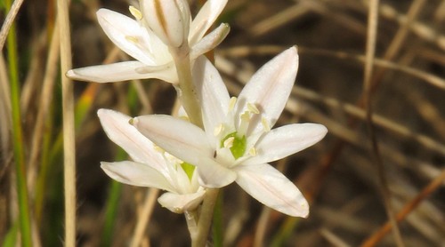 Ornithogalum graminifolium image