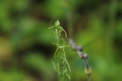 Habenaria ibarrae