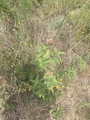 Bidens vulgata