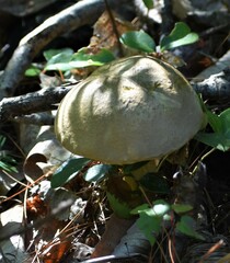 Retiboletus ornatipes