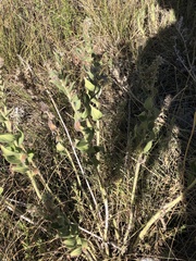 Oenothera curtiflora